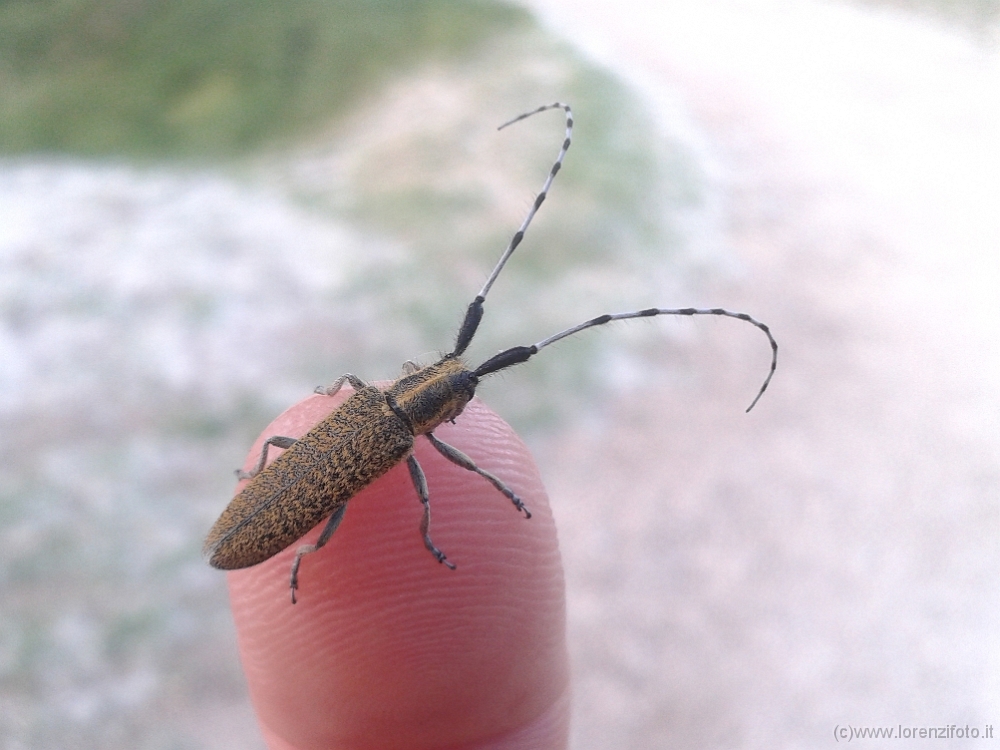 200122 Agapantia villosoviridescens.jpg